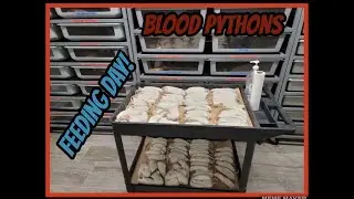Feeding My Entire Blood Python Collection!