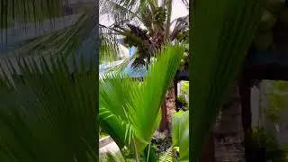 Какое утро на Мальдивах? 