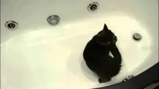 Кошка в ванной / Cat in the bathroom