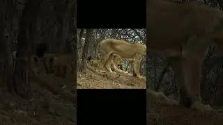 This species of lion is on the verge of extinction. #shorts