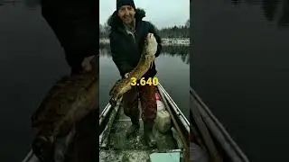 Супер Налим.