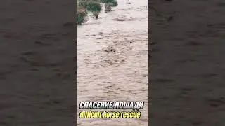 Рыбак бросился спасать тонущего коня.
