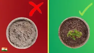that's why your plants do not grow! | how to plant! | Perfect potting mix |