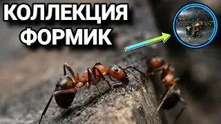 Собираю коллекцию формик. (1 часть) начало. 