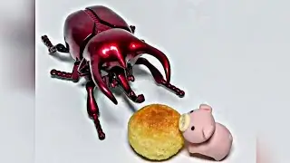 The pig ate a cockroach 😨