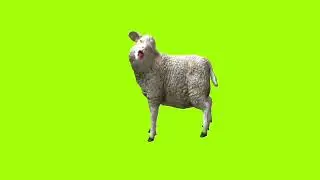 Faint sheep green screen।cartoon green screen। ostad animation। green screen
