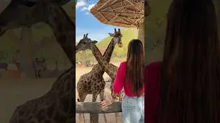 Ещё одна маленькая мечта сбылась #traveling #animalshorts