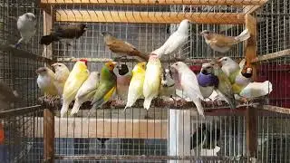 Амадины Астрильды Гульда