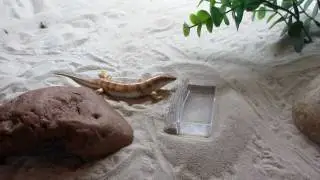 Sandfish vs. Mealworm (Scincus scincus)