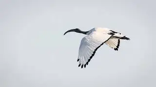 Water Birds of South Africa in English