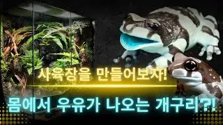 몸에서 우유가 나오는 개구리가 있다고 ?!  생긴거도 귀엽고 키우기 재미있는 젖소를 닮은 밀키 프록 !  어떻게 키우는지 알아보고  최적의 사육장도 소개해 드립니다 !함께 구경해요