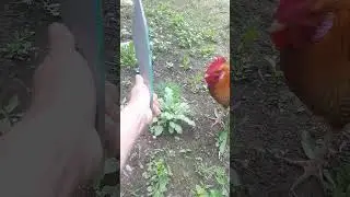 Злой петух ☝️💪😁