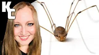 Are Daddy Long Legs Spiders ? || KC's Today I Learned