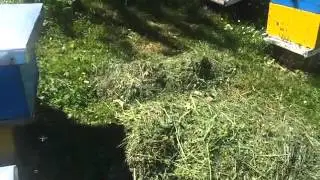 Bletet ne kullos nbagrem