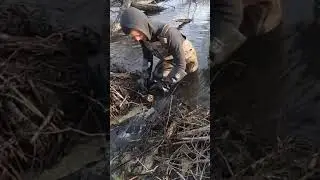Setting Big Beaver Trap on Dam Break!
