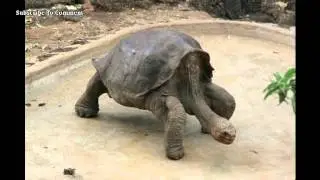 Famed Galapagos tortoise Lonesome George dies, a conservation icon 06/24/2012