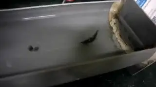 marabou minnow wiggle