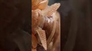 Паук или скорпион ? Кто кого....