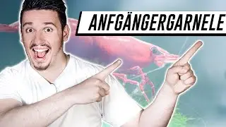 Die BESTE ANFÄNGERGARNELE - Empfehlung für Zwerggarnelen im Aquarium als Neuling und Einsteiger