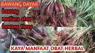 PART2 PANEN BAWANG DAYAK ATAU BAWANG MUTIARA/TIWAY KAYA MANFAAT OBAT HERBAL