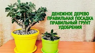 Денежное дерево. Правильная посадка. Правильный грунт. Удобрения.