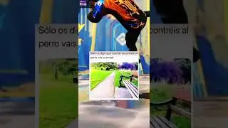 XD
