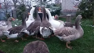 #Еденские