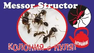 Муравьи Messor Structor. Колония с нуля! Античайник.