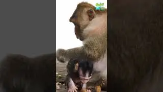 Where is the tooth ?🐵
