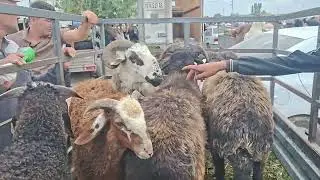 Хоразм богот кузи нархлари кизикканлар