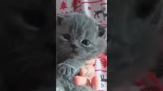 Потому, что я талантливая девочка. 