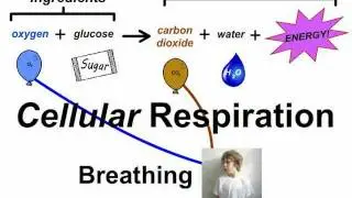 Breathing vs. Respiration