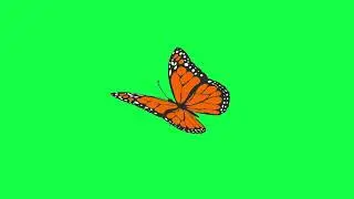 Flying Butterfly Animation Loop. Green Screen Effect.