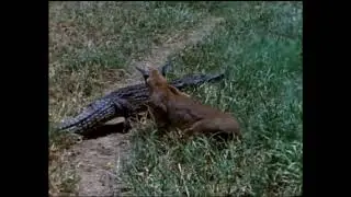 Caracal attacks Crocodile