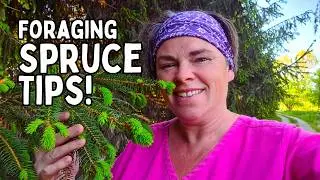 How to Forage Spruce Tips: Harvest, Freeze & Make Cough Syrup