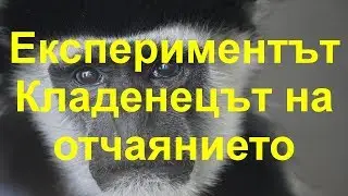 Експериментът Кладенецът на отчаянието - 1960 г.