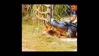 Funny Dog Prank #funnyvideo #viral #dog