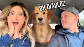 Mi perro reacciona al AUTOLAVADO 🧼