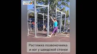 Растяжка для позвоночника и задней поверхности ног у шведской стенки  #утренняязарядка