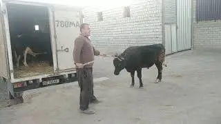 BIR ISUZI HO'KIZ TOSHKENT GA JO'NAB KETDI    @Musurmonjon Ibragimov