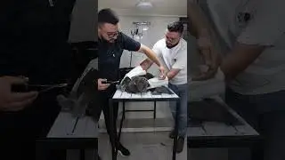 How to deal with angry cat and ferocious cat 🐱 part 75