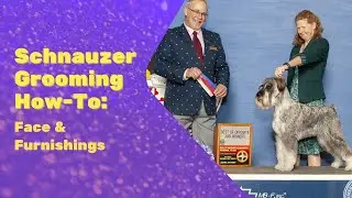 More Schnauzer Chest Grooming Discussion