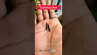 💣Exploding plant Seed 🌵 ruellia tuberosa ☘️cracker Seed 🔥 #90skids #shorts #shortsfeed #games