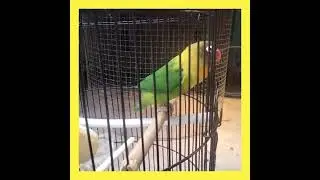 Love Bird Ijo Ngekek #kicaumania #burungkicaugacor