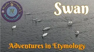 Adventure in Etymology - Swan