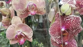 В Сочи приехали невероятно красивые орхидеи 😍
