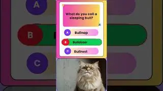What do you call a sleeping bull?