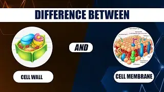 CELL WALL vs CELL MEMBRANE: All You NEED to KNOW
