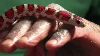 Unbelievable: living with snakes at home as a best friends