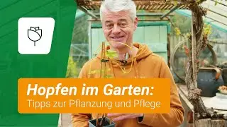 Hopfen pflanzen und pflegen: Nützliche Tipps